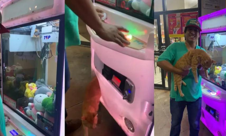 Vídeo - Homem tenta pegar bicho de pelúcia em máquina e encontra gato de verdade