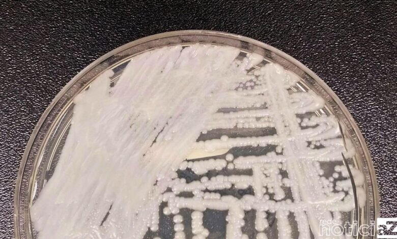 Fiocruz e Pasteur vão pesquisar sobre danos dos fungos no ser humano