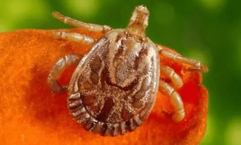 Aumento de casos de febre maculosa após festa em fazenda em Campinas alerta para cuidados com carrapatos