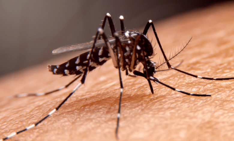 Novo levantamento revela aumento nos casos de dengue
