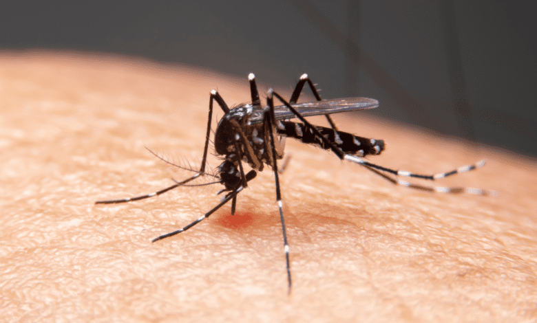 A Secretaria de Saúde de Olímpia (SP) confirmou que a cidade já registrou 244 casos de dengue desde o início do ano. Felizmente, não houve registros de mortes causadas pela doença até o momento. De acordo com a pasta, esse número representa uma redução de 85% em relação ao ano passado, quando 1.684 moradores foram diagnosticados com dengue. Apesar da queda expressiva nos casos, é importante manter os cuidados diários para prevenção. O município continua realizando visitas rotineiras aos imóveis e uma busca ativa para eliminar possíveis criadouros do mosquito Aedes aegypti, transmissor da dengue. Caso seja identificado algum foco ou acúmulo de recipientes com água parada, é fundamental comunicar o setor de Combate às Endemias. O atendimento está disponível de segunda a sexta-feira, das 7h às 16h, na rua Júlio Ferranti, número 429. Além disso, os moradores podem registrar suas demandas pela ouvidoria ou pelo site. Para aqueles que apresentarem sintomas da doença, como febre alta, erupções cutâneas e dores musculares e articulares, é recomendado procurar as Unidades Básicas de Saúde (UBS) da região. Mesmo com a redução nos casos, a prevenção continua sendo a melhor forma de combater a dengue e garantir a saúde de todos.