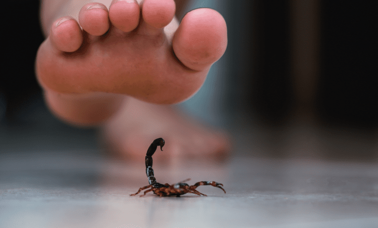 Menina de 4 anos morre após ser picada por escorpião