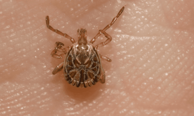 Febre maculosa: Doença transmitida por carrapatos