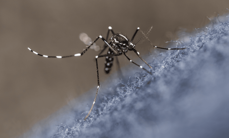 Dengue em Alerta: 791 casos registrados na cidade