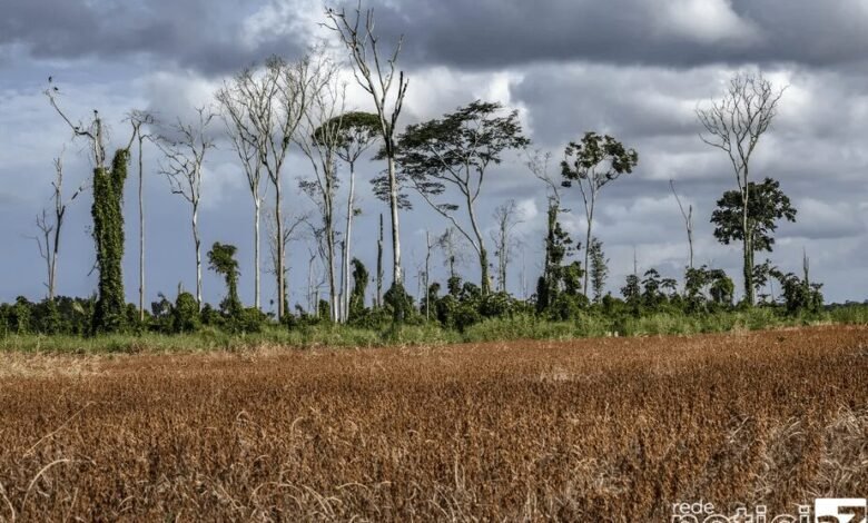 Julho pode ser o mês mais quente de toda a história