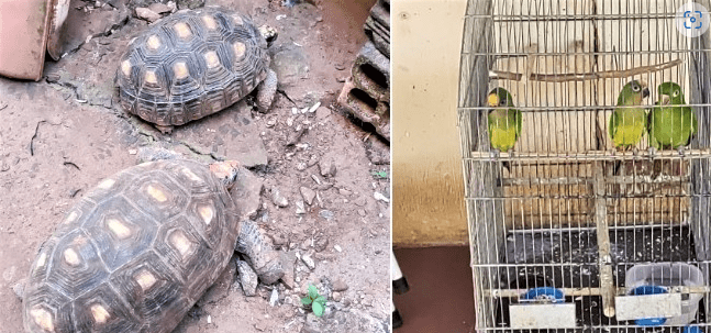Mulher autuada por manter animais em cativeiro sem autorização