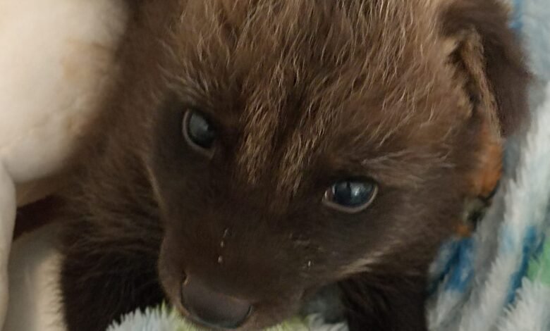 Lobo-Guará órfão e ferido é acolhido pelo Zoológico de Guaíra